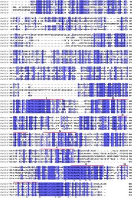 Investigation of Isoform Specific Functions of the <mark class="highlighted">V-ATPase</mark> a Subunit During Drosophila Wing Development